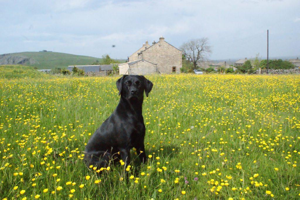 East Wayside B&B Harrogate Ngoại thất bức ảnh